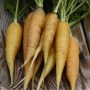 carotte-jaune-du-doubs