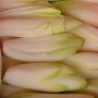 chicoree-endive-witloof