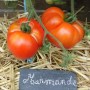 tomate-marmande9