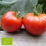 tomate-saint-pierre-bio
