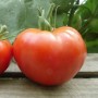 tomate-saint-pierre